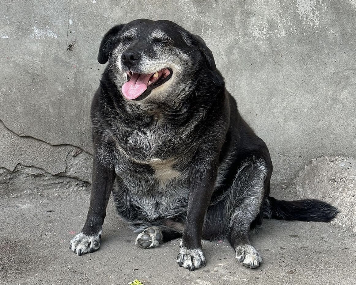 Собрала для вас подборку самых популярных собак города. Эту зовут Арубузиком.