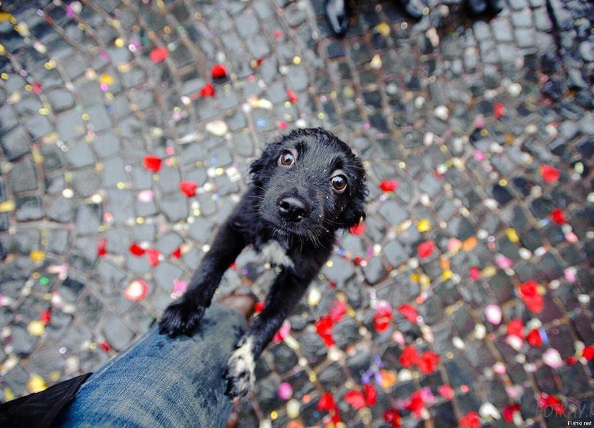 Картинка из поиска Яндекса