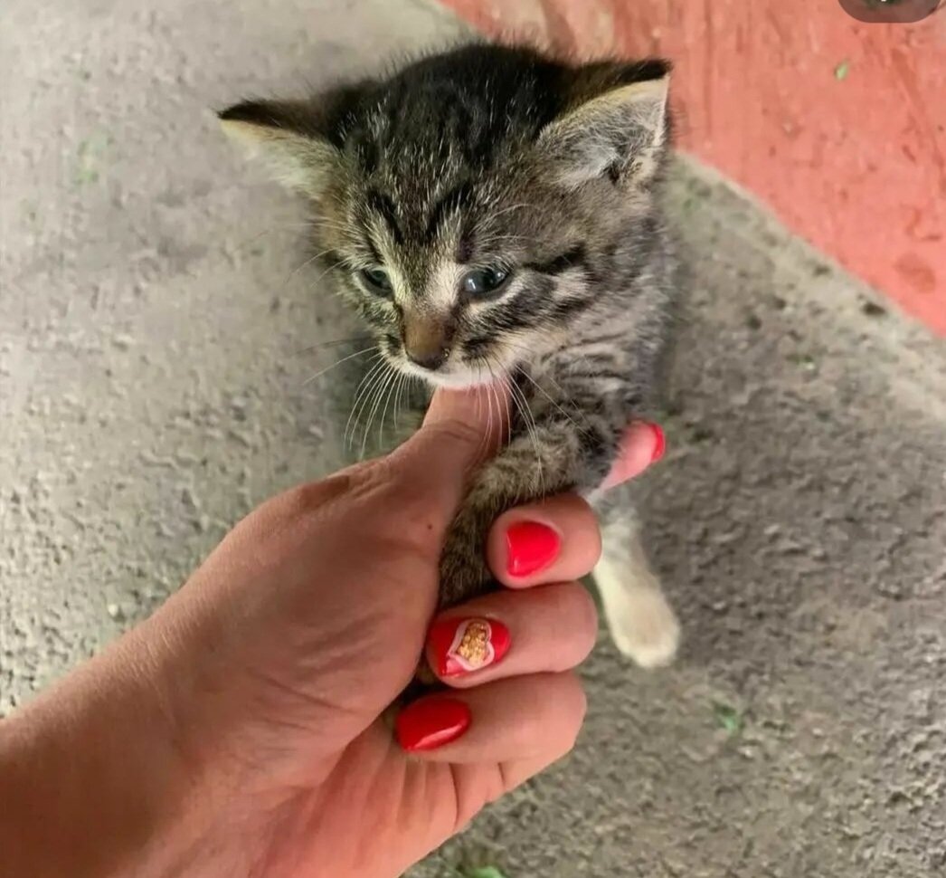 Ещё бездомная, Мышуля 