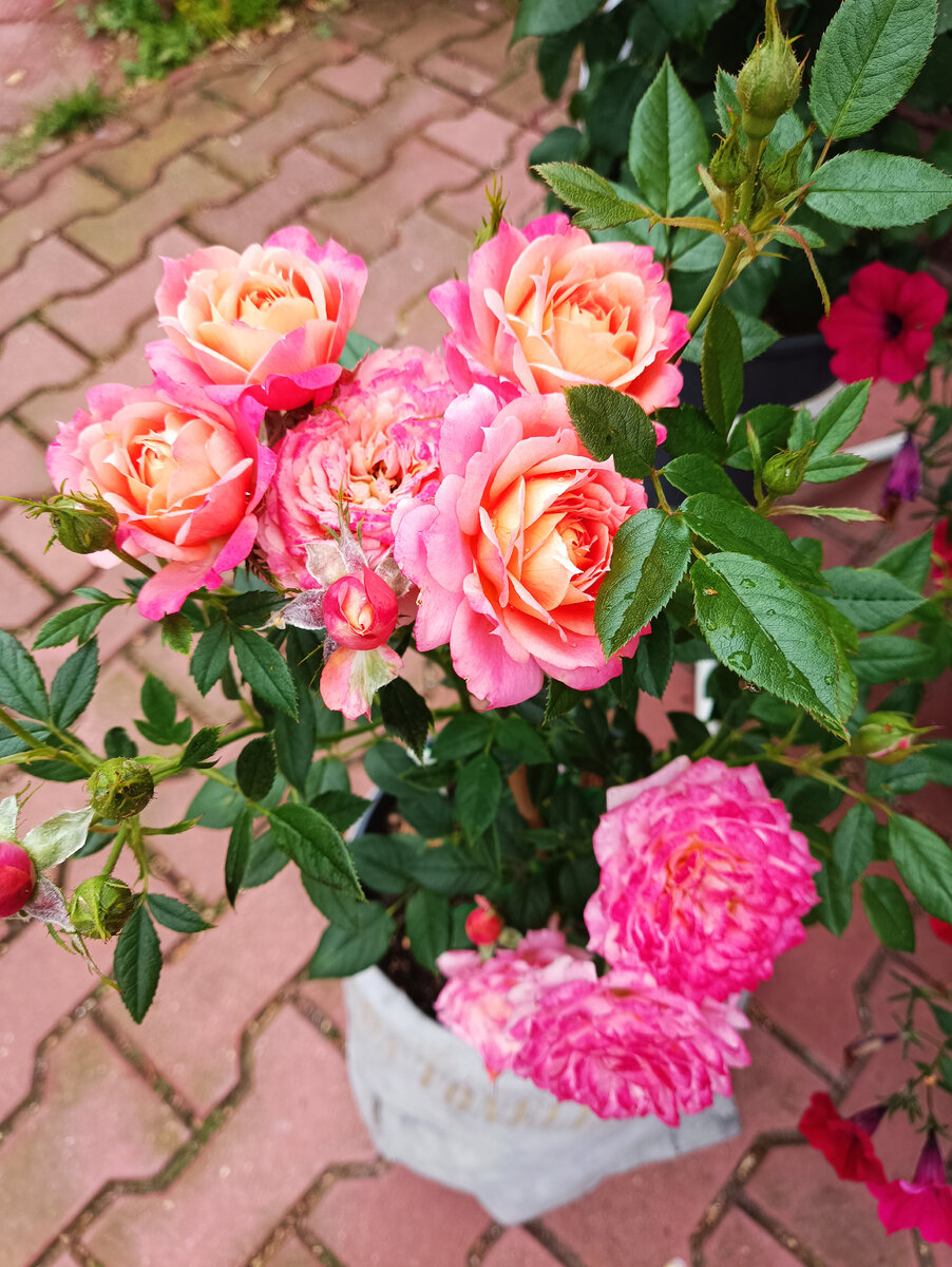 Бриоза - первогодка высажена в кашпо 10л, 2023