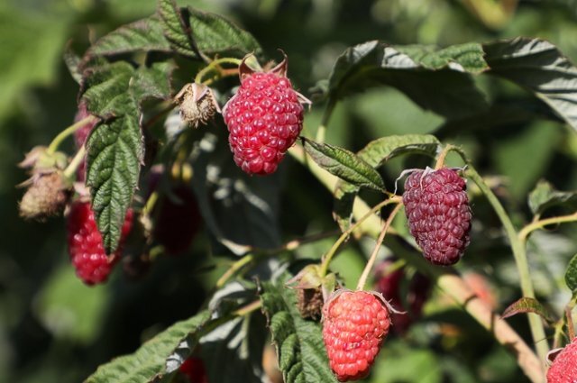    Почему малина сохнет на даче?