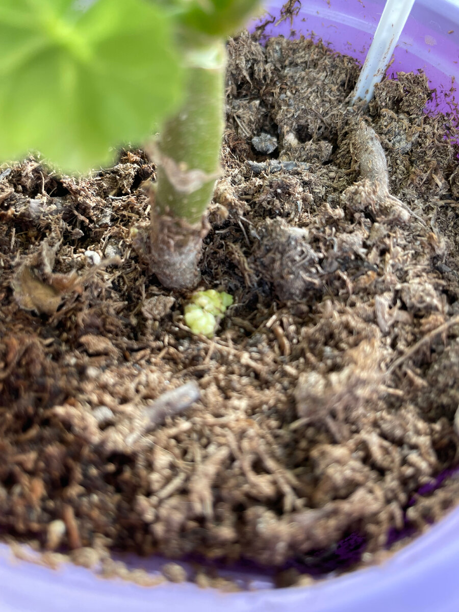 Галла на зональной карликовой пеларгонии  АТ- Жанна. Короткие, мясистые, толстые недоразвитые побеги, развившиеся на уровне почвы.