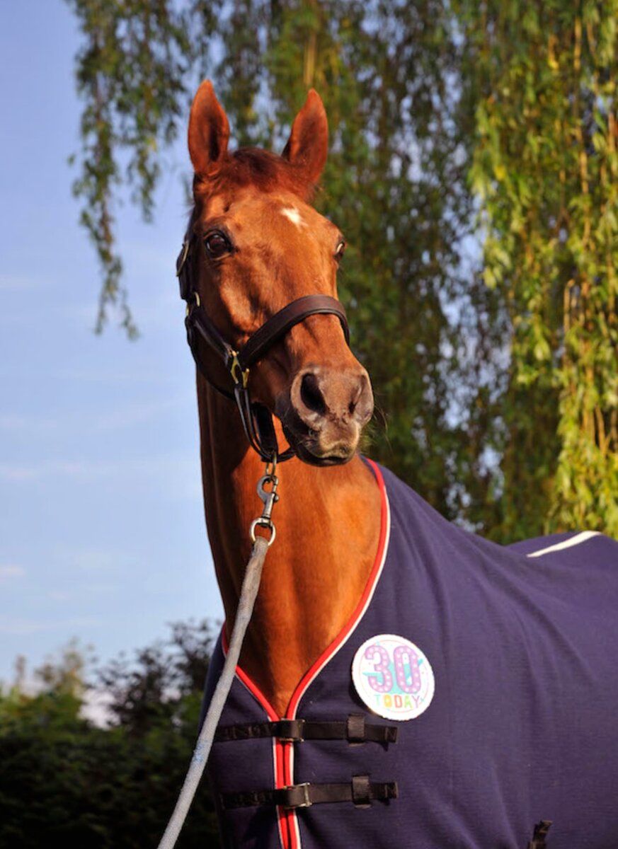 Over To You. Для своих просто Джек | Лошади | Дзен