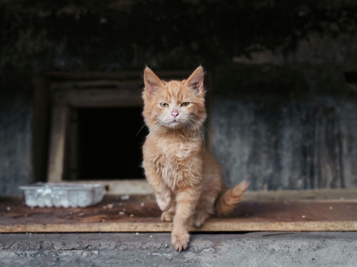    Бездомный кот© Pexels/Aleksandr Nadyojin