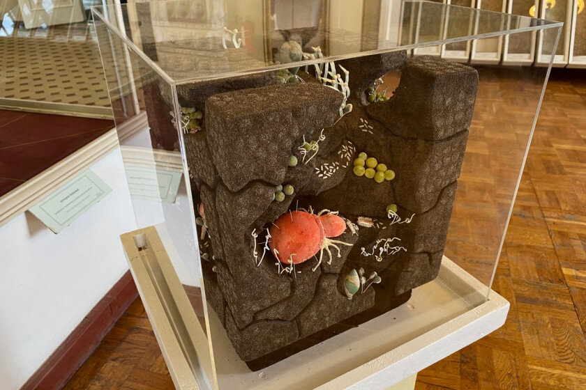   Ксения Кузахметова