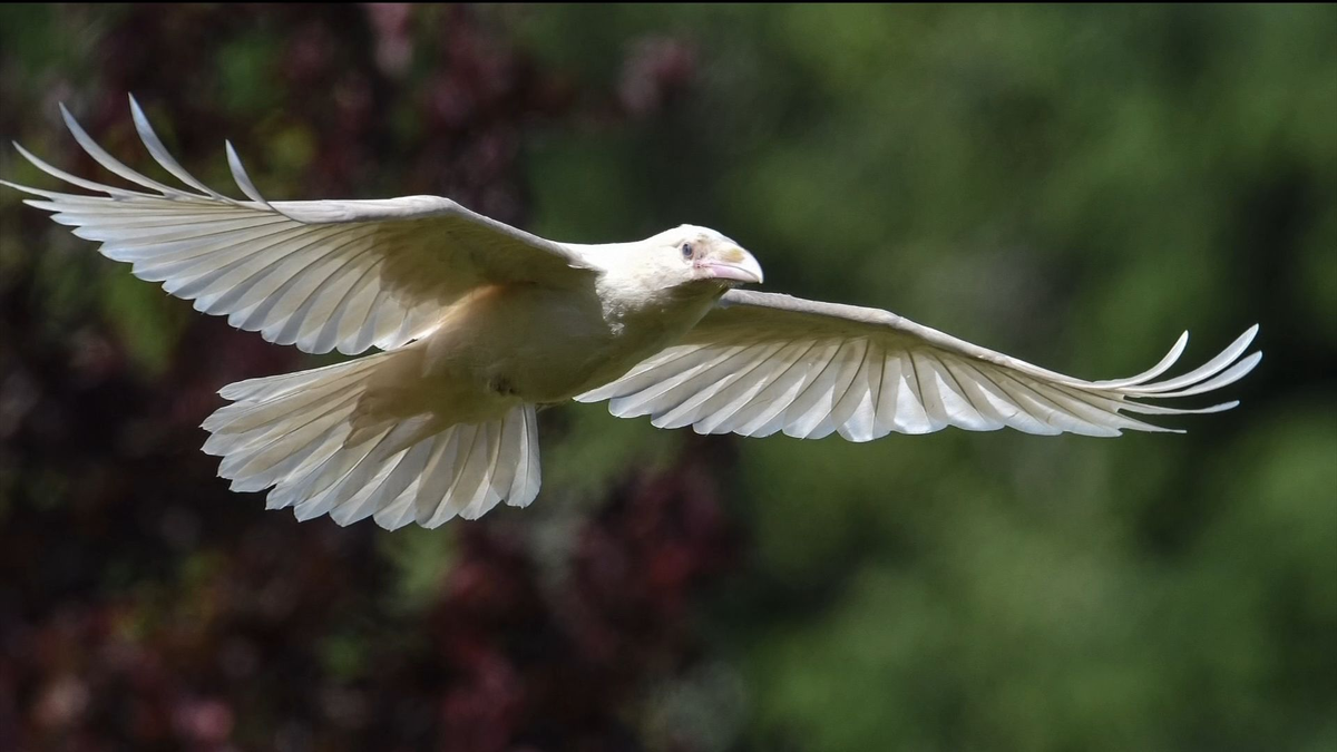 Птица объявится белая ворона. Галка альбинос. Ворона альбинос. Галка альбинос птица. Белая ворона альбинос.
