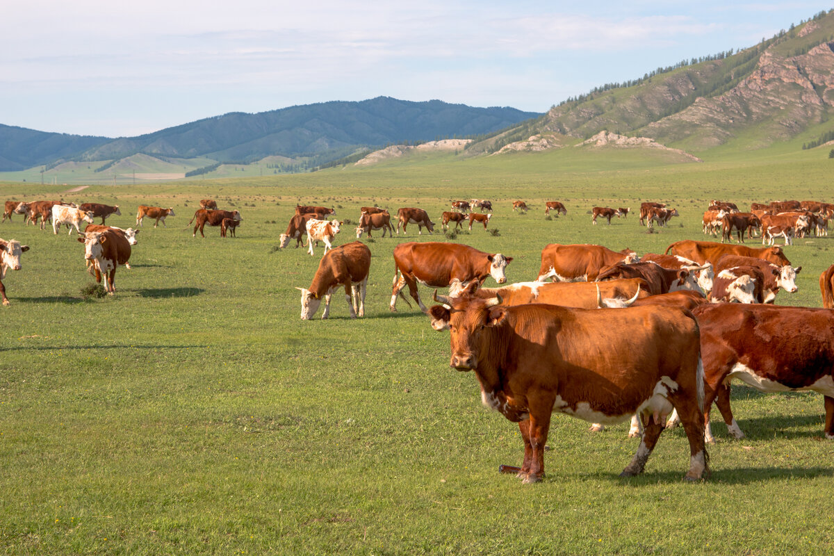 Коровы (автор Ушаков Е)