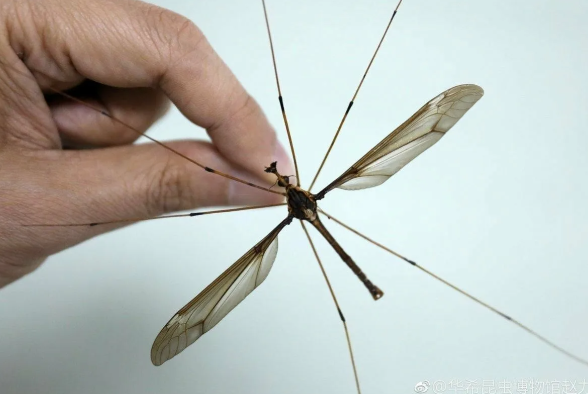 Как называется большой комар. Муха долгоножка. Комар гигант - долгоножка. Долгоножка кольчатая. Карамора комар.