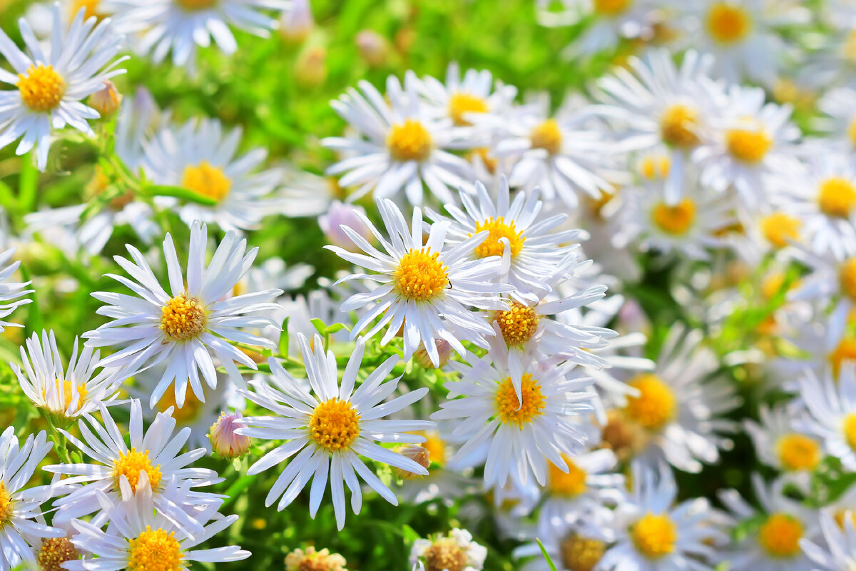 Астра Ромашковая Aster amellus