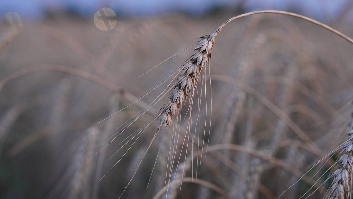    Фото: Анатолий Цымбалюк / Вечерняя Москва