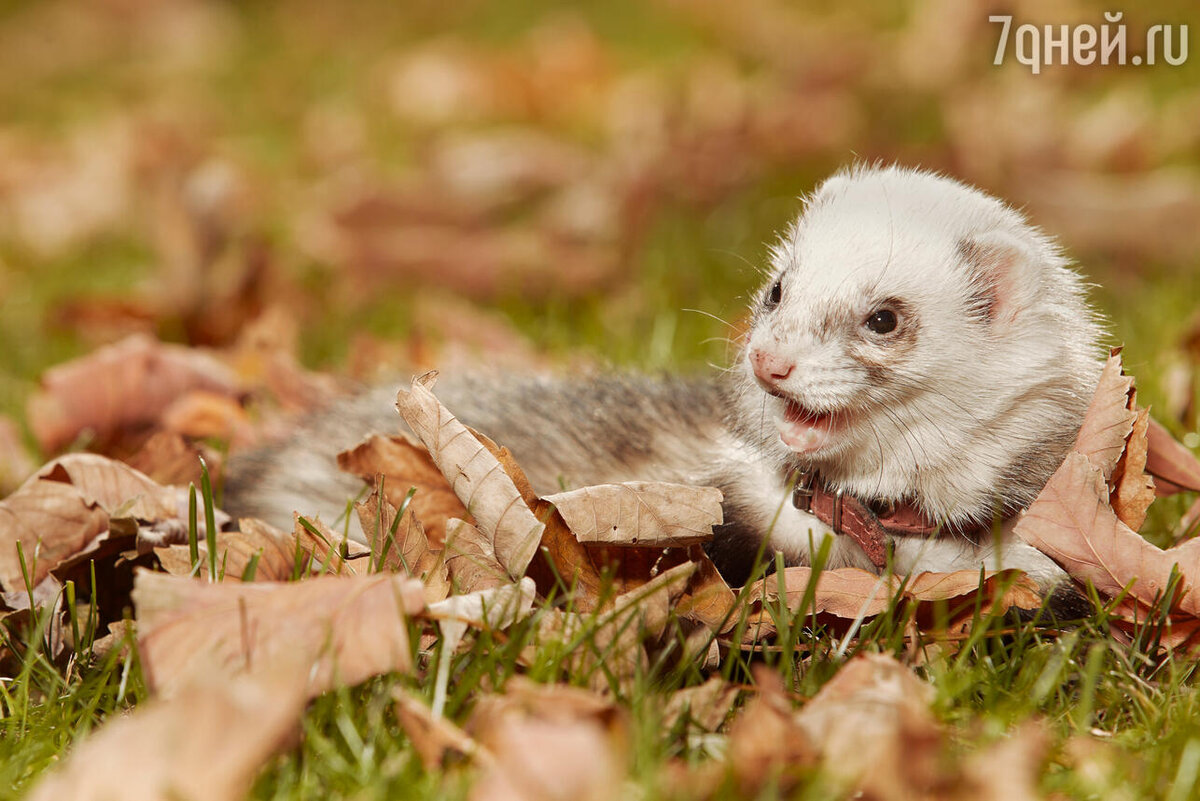    К чему снится хорек 123RF/legion-media.ru