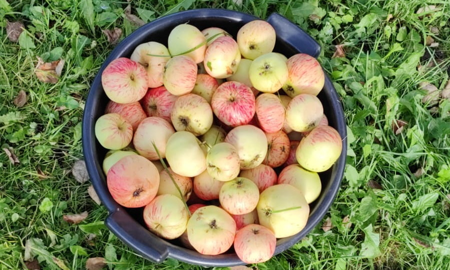 Моя самая вкусная шарлотка! А что еще печь, когда яблок море?