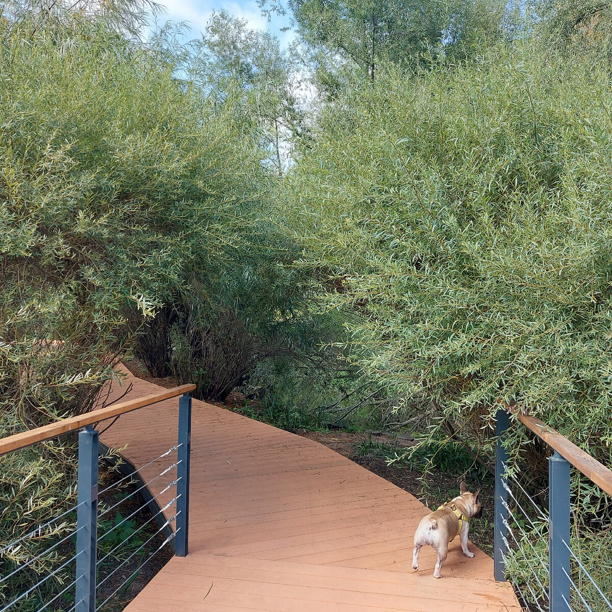 Яуза и собакен. Это уже на следующий день собакевна была как ни в чем не бывало