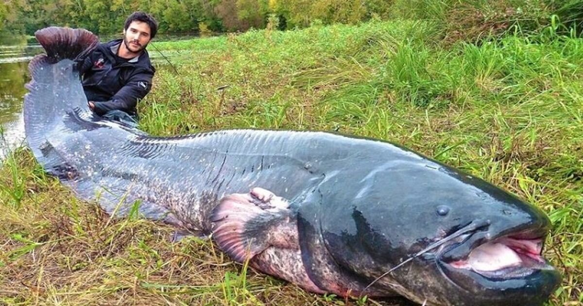 Рыба 5 метров. Европейский сом людоед. Сом людоед самый большой сом пойманный в мире. Сом рыба. Самый большой сом пойманный на Волге.