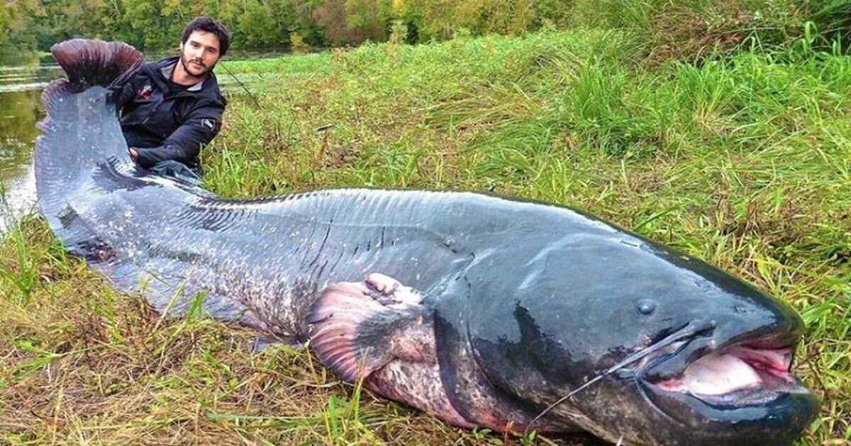 Сомы могут достигать огромных размеров