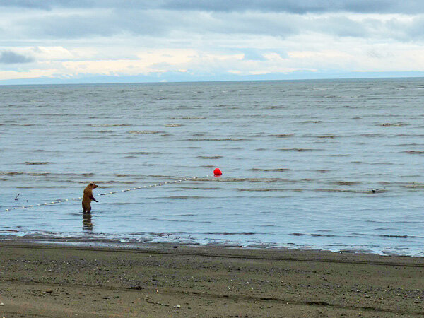 Медведица ждет погоды у моря

