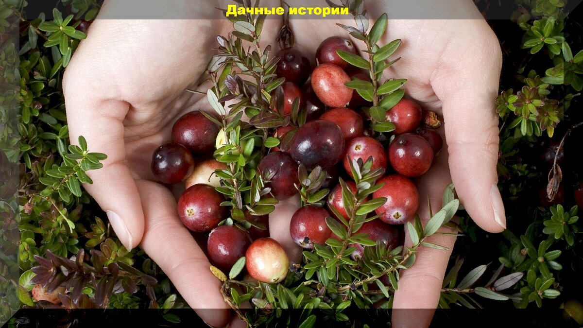 https://vk.com/photo-159774511_456241801