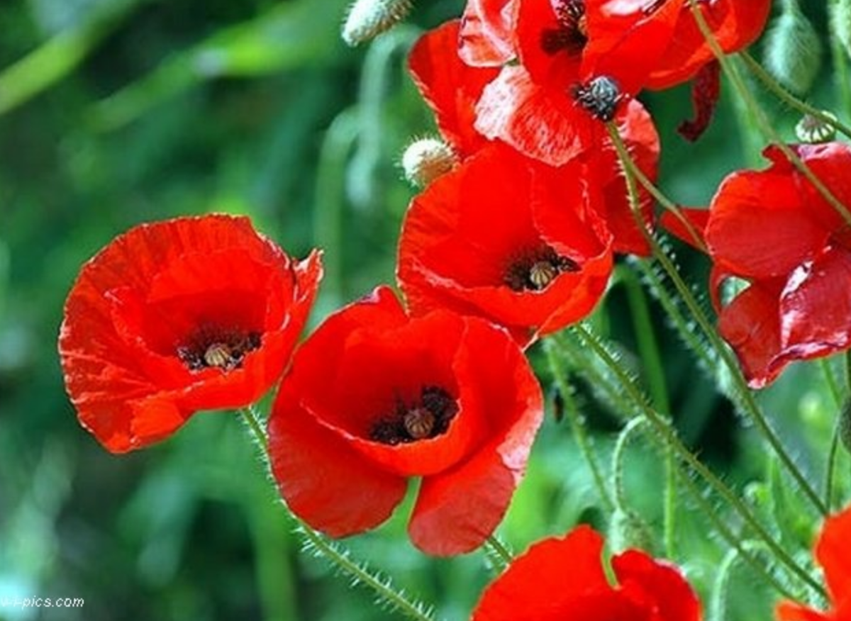 Источник: Яндекс