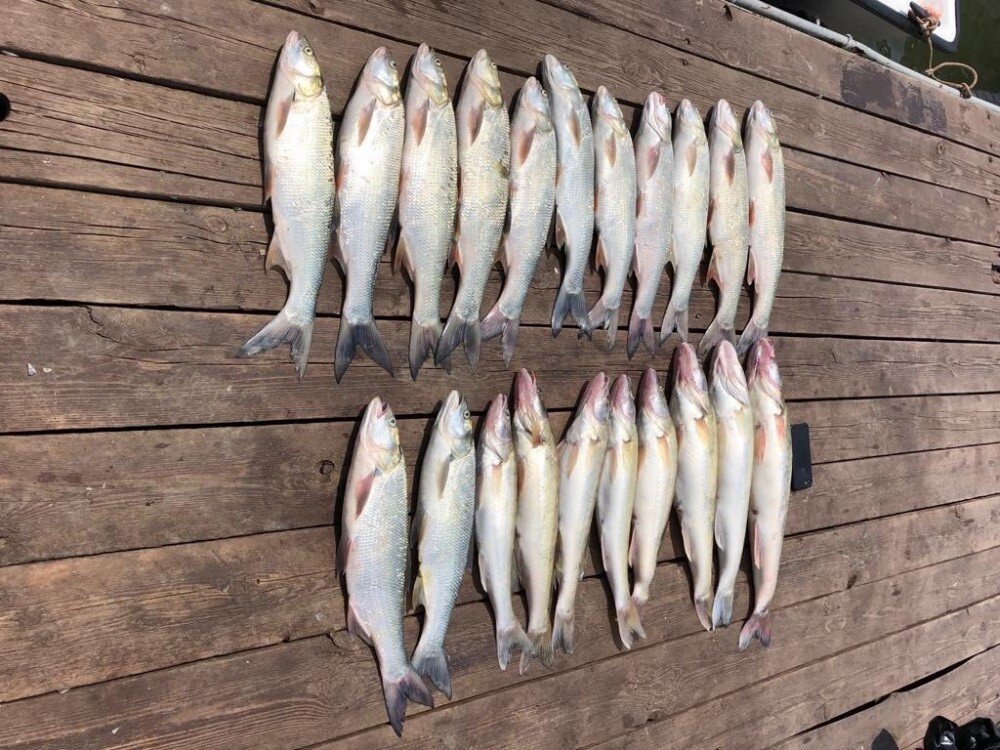 Поймано на воблер Rapala Tail Dancer в Астраханской области