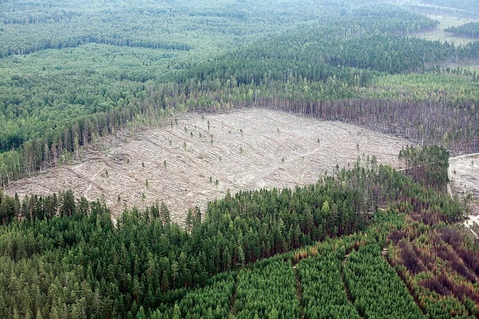 Несколько дней работы черных лесорубов
