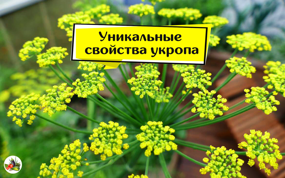 Укроп сосуды. Укроп презентация. С днём укропа. Полезные свойства укропа. Укроп для красоты.