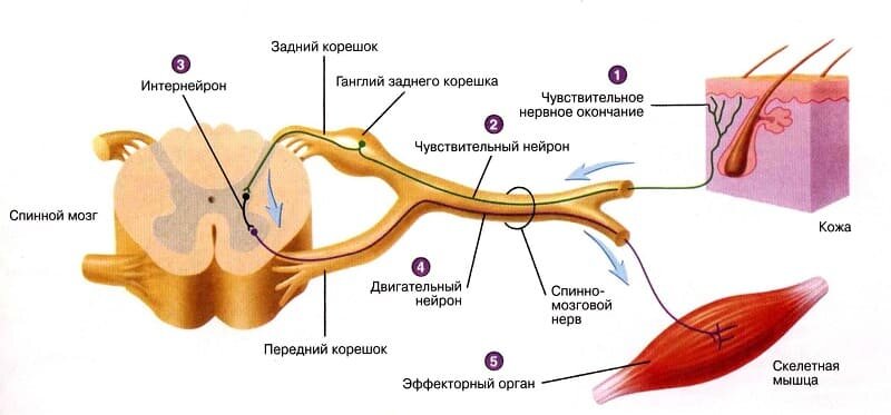 Строение спинного мозга