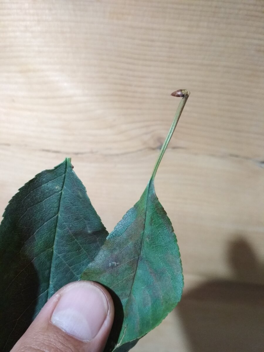 Отрезал хвостики с листочков. Листочки на фото уже приобрели коричневатый оттенок. Фотографировал после подвяливания.