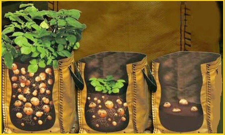 Сад, огород, участок, урожай, садовод, картофель, картошка, овощи 