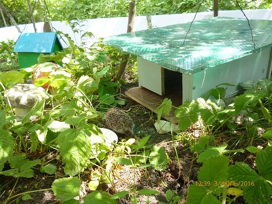 Вот такой милый уголок на даче подарит ребёнку радость общения с природой, научит внимательному отношению к животным, приобщит к труду. Но самое главное – избавит садовода от ежиных набегов на растущие вблизи земли кисти винограда, клубнику, малину, опавшие на землю яблоки. Ёжик – желанный гость. Создавая для животного комфортные условия проживания, подкармливая его, вы обеспечите надёжную защиту саду, огороду от насекомых, гусениц, слизней, улиток, майских жуков и прочих вредителей, в том числе и мелких грызунов. Обустройство ежиной фазенды не занимает много времени, не требует абсолютно никаких затрат. Домик пригоден лишь для сезонного проживания. Зимовать ежи предпочитают в одиночестве, в глубоких норах. Следуя пошаговой инструкции, через полтора часа можно справлять новоселье.Для строительства понадобится: старый выдвижной ящик кухонного стола (тумбы); ножовка; шурповёрт; небольшой лист карбоната (в качестве крыши можно использовать другой сподручный материал); песок либо мелкий  щебень.Приступаем к действию:- Присматриваем место для сезонного летне-осеннего проживания ежа: тихий,  укромный уголок сада, защищённый от солнца и ветра раскидистым, тенистым деревом, либо забором, дровницей и т.п..Для постройки выбираем ровную площадку. Ни в коем случае не в ложбинке или низине. Иначе во время сильного дождя вода может затопить домик. 