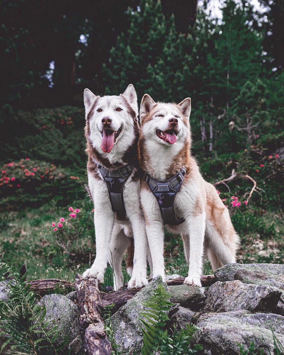 карафуто кен или сахалинские хаски. хаски гончие. сибирская лайка маламут. собака хаски. 2 хаски.