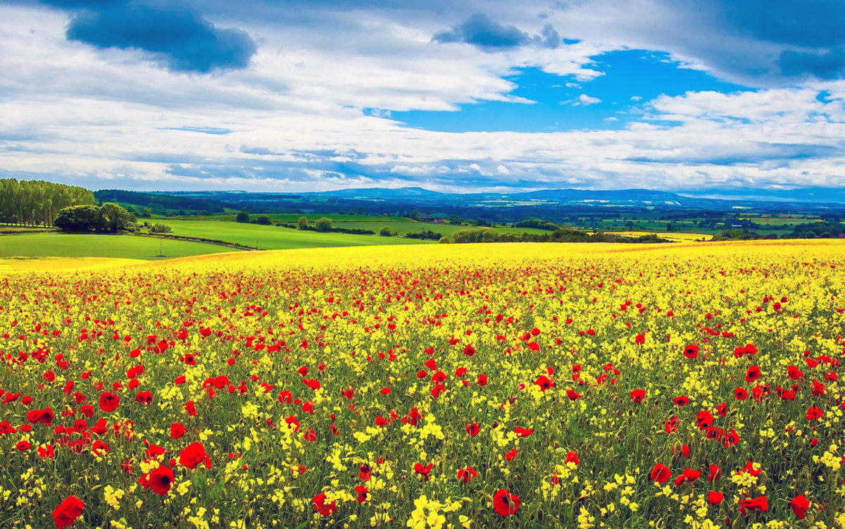 Цветы подорожают (взято с Яндекс Картинки) 
