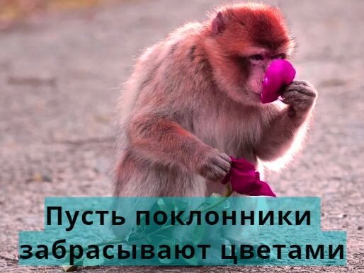 Фото с портала: https://klopik.com
