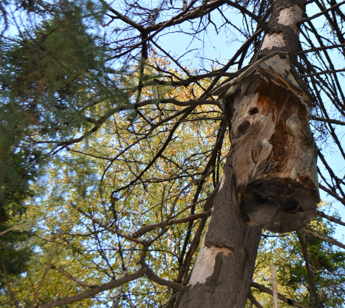 колода на дереве