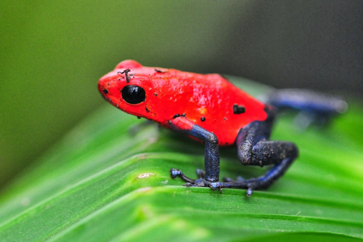 Лягушка древолаз
