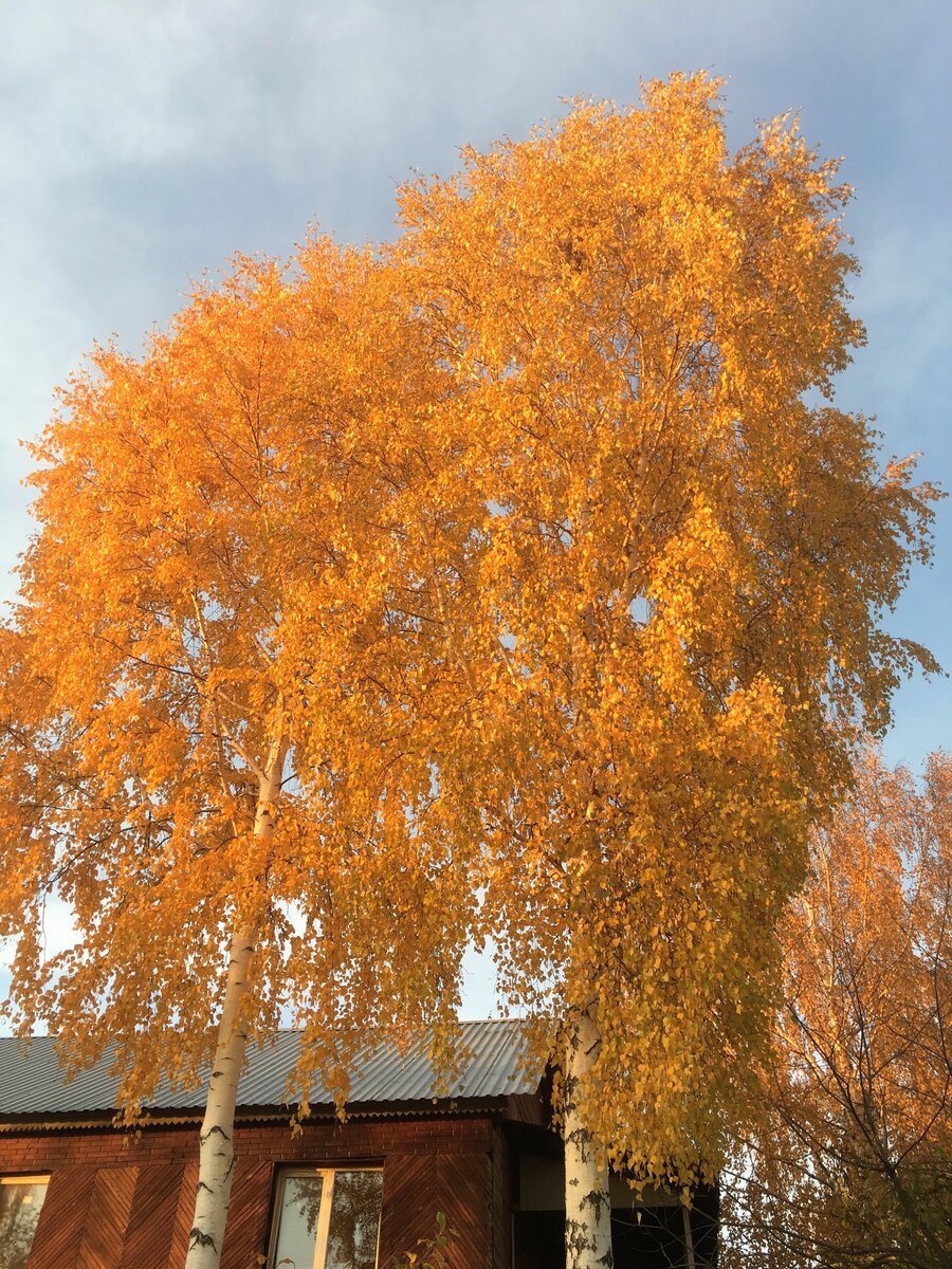 Золото осени. Фото автора