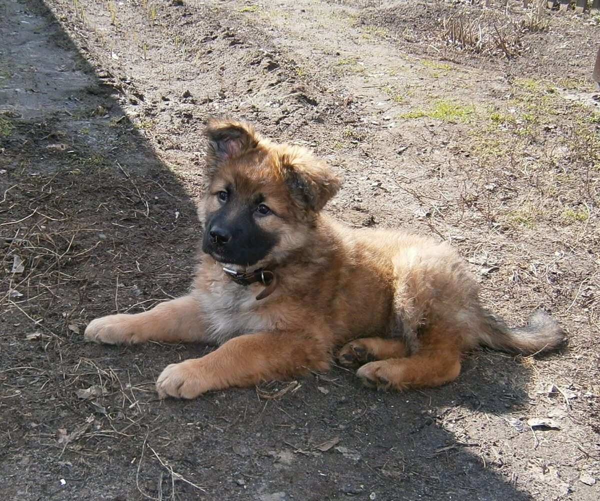 Арчик