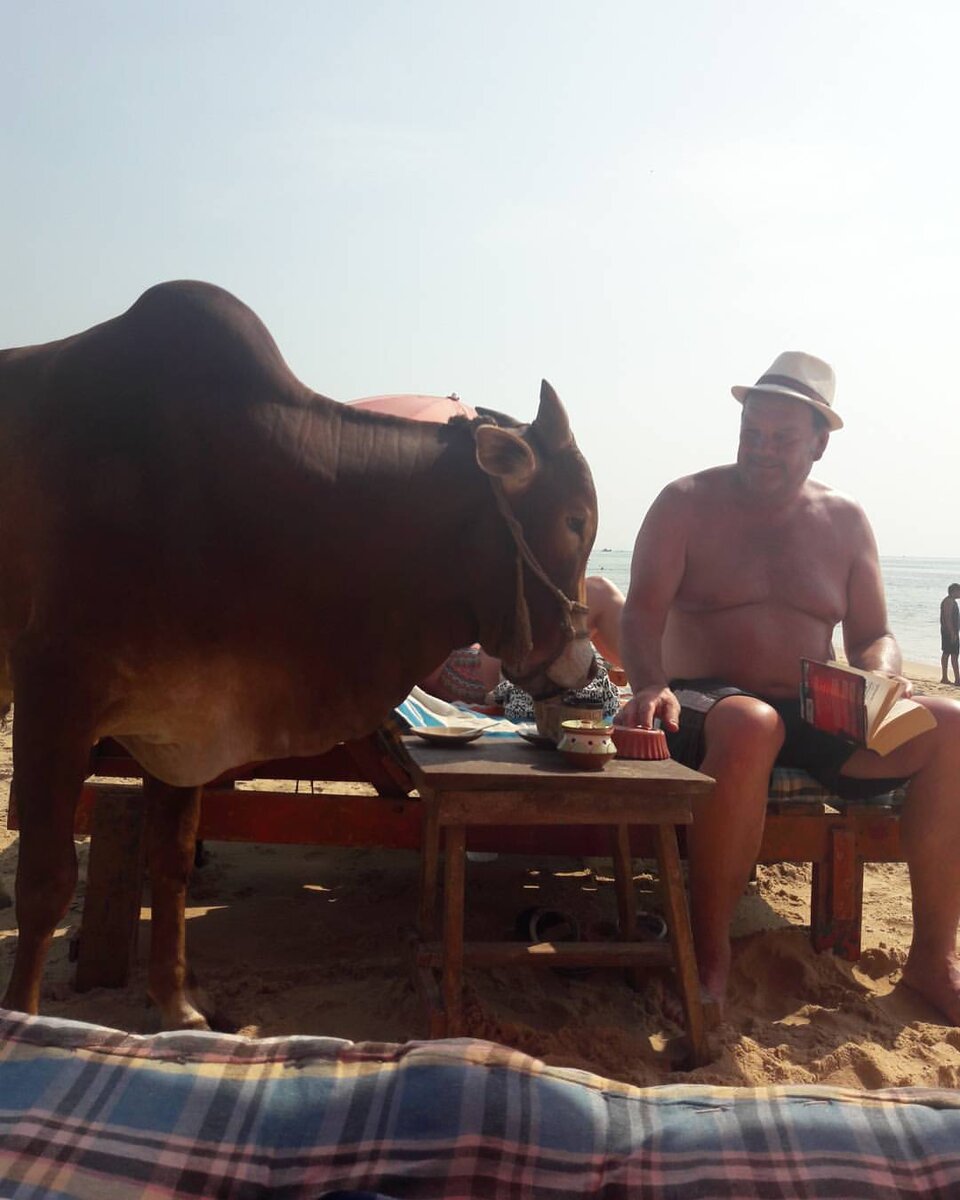 Коровам можно все!) Личный архив