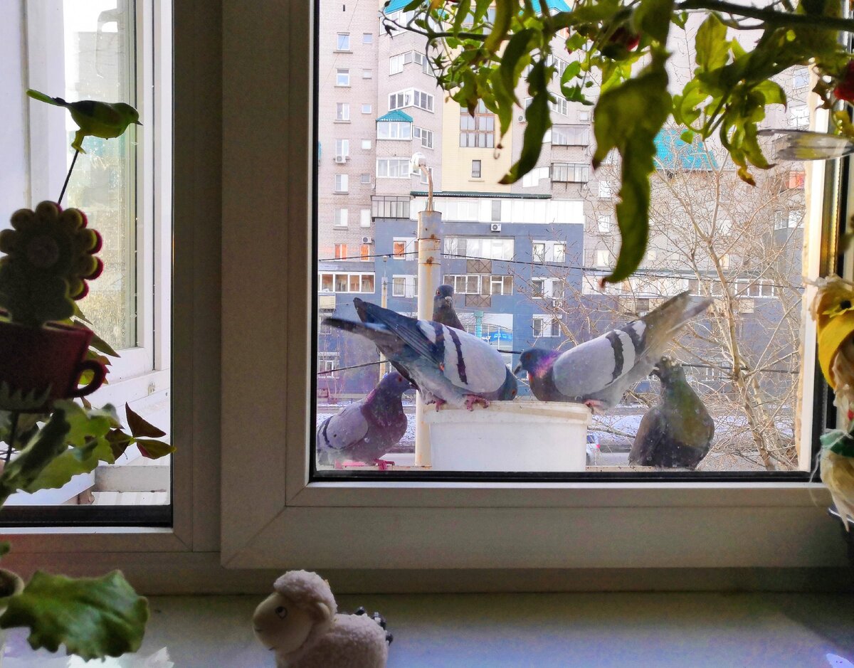 птица села на карниз окна примета