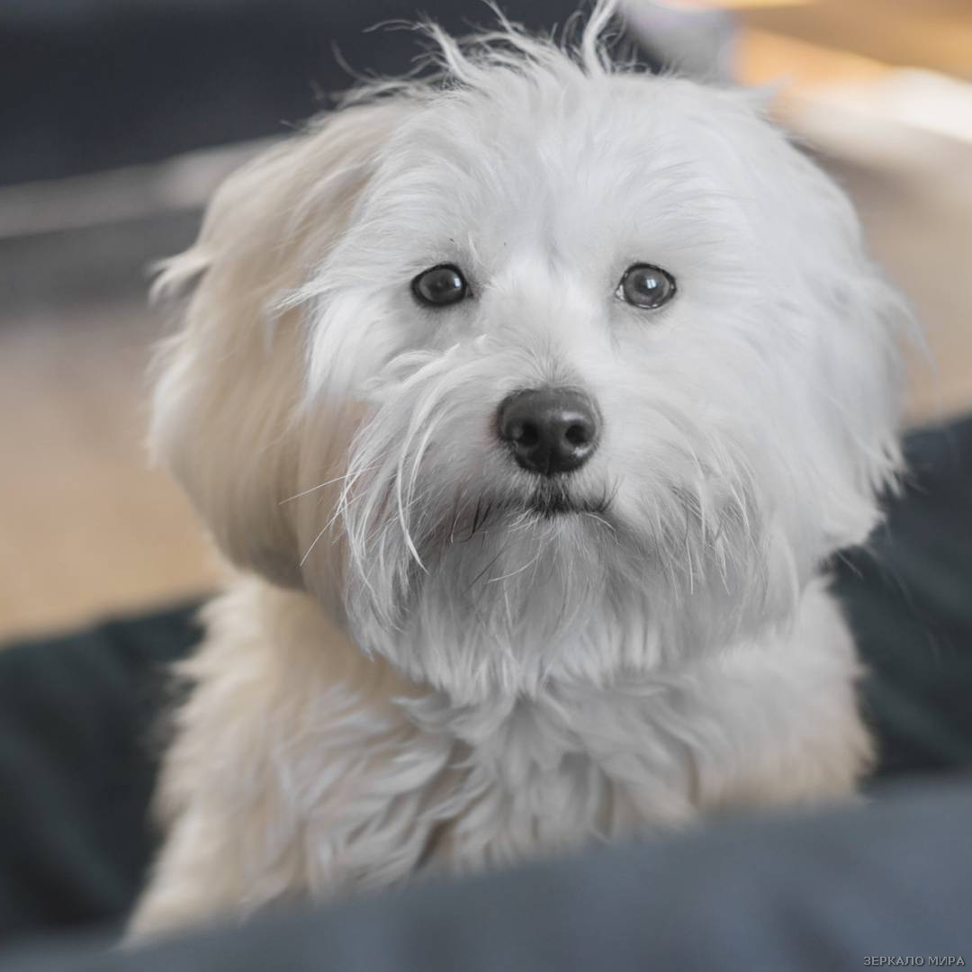 болонки – бишон Источник:Яндекс картинки