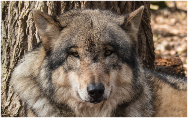 Волки очень красивые животные. Фото взято с Pixabay.com