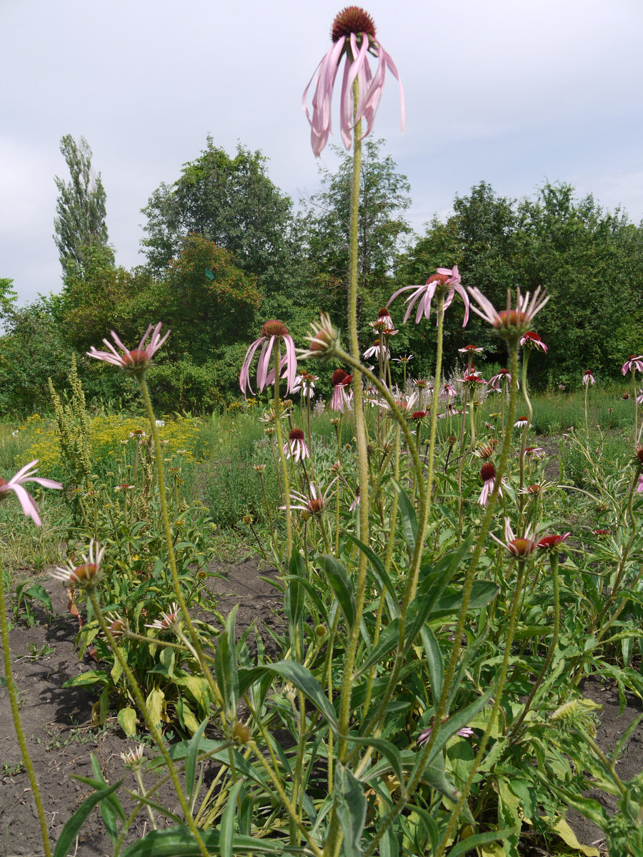 эхинацея бледная на лекарственном участке