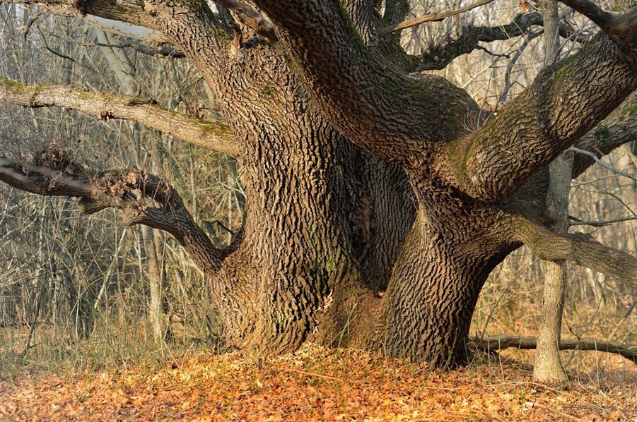 Картинка из открытых источников