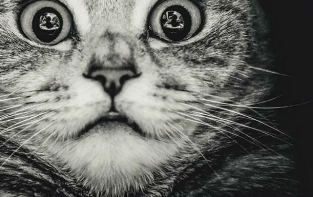 Уверен, части этих фактов удивятся даже сами котики!