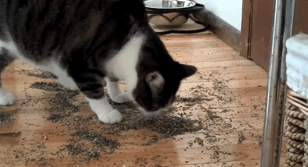 Кошки очень любят валериану! 