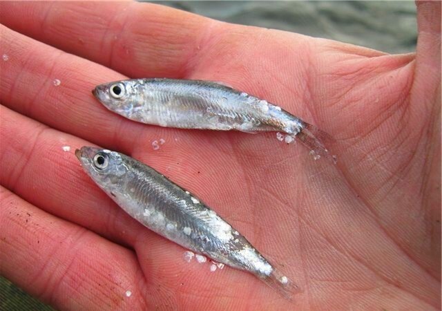 КАЗАЧЬЯ КУХНЯ АЗОВСКАЯ ТЮЛЬКА Черная икра "отдыхает". Элитный деликатес с КУБАНИ