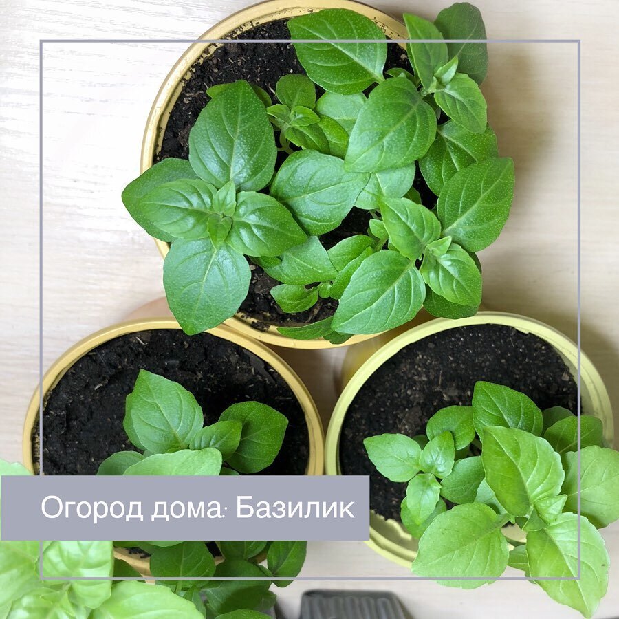 🏡 ОГОРОД ДОМА. БАЗИЛИК | ВАШ ГИД 🍀 В САД🌹 И ОГОРОД 🍅 | Дзен