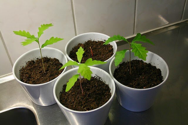 Проросшие жёлуди, ростки дуба