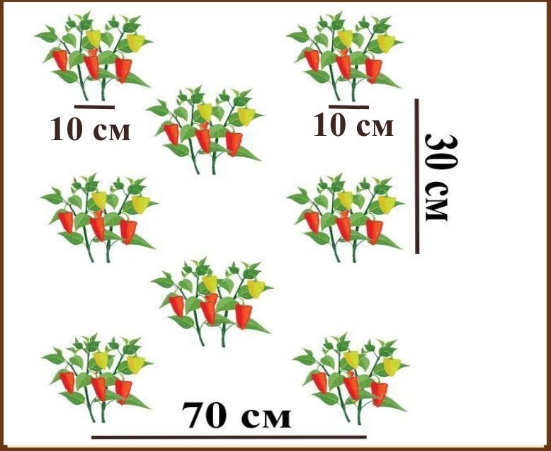 Как сажать перцы схема