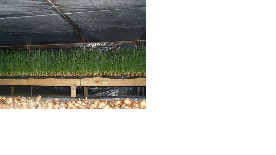 теплица в 2 яруса