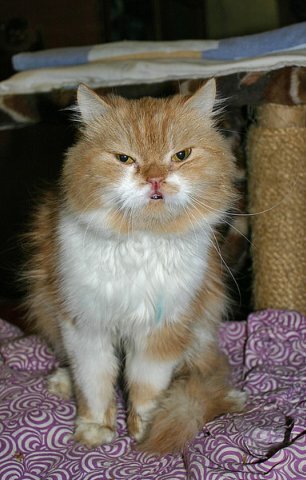 Кошка Яна в приюте